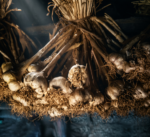 Kodaikanal Malai Poondu – 1KG - Image 2